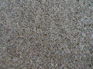 Semillas césped Ryegrass perenne Augusta x 25kgs | La Rural Semillería