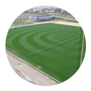 Semillas césped Ryegrass perenne Augusta x 25kgs | La Rural Semillería