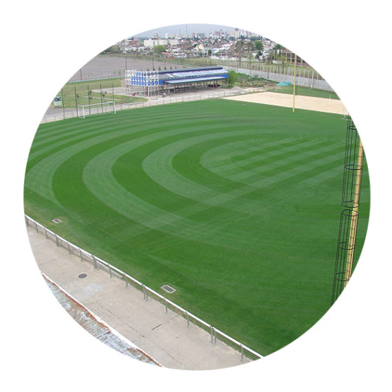 Semillas césped Ryegrass perenne Augusta x 25kgs | La Rural Semillería